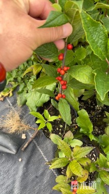 0.50公分北美冬青