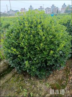 冠幅120厘米海桐球