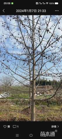 断根苗北美枫香