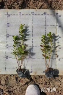 容器苗安酷杜鹃