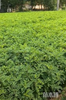 高度60厘米紫穗槐