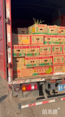 高度21厘米羽扇豆