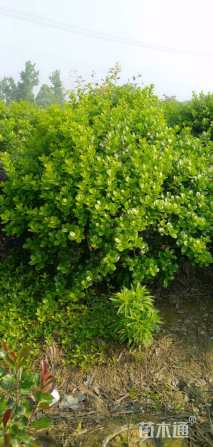 冠幅120厘米无刺枸骨球