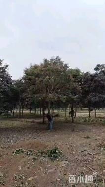 13公分高杆女贞