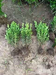 高度40厘米沙地柏