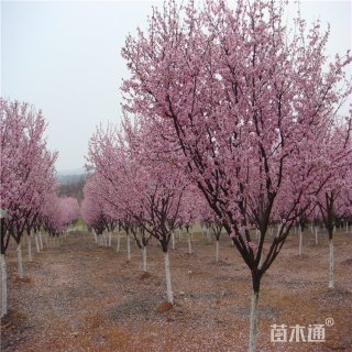 9公分宫粉梅