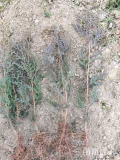 高度20厘米侧柏