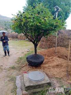 高度160厘米紫斑牡丹