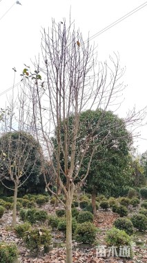 10公分红花玉兰