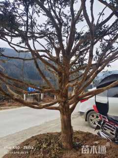 高度3.50厘米瓜子黄杨