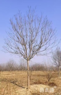 10公分红叶复叶槭