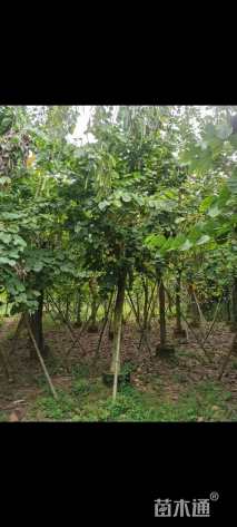 高度400厘米紫荆