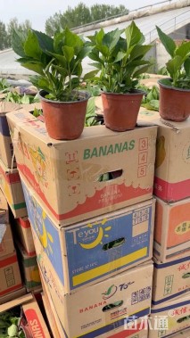 高度30厘米八仙花