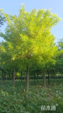 6公分金枝槐