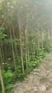 3公分娇红一号