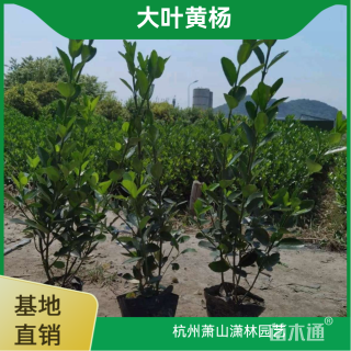 高度50厘米大叶黄杨