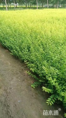 高度60厘米金叶女贞
