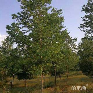 15公分枫香