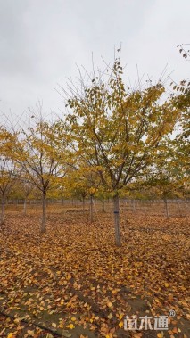 20公分染井吉野樱