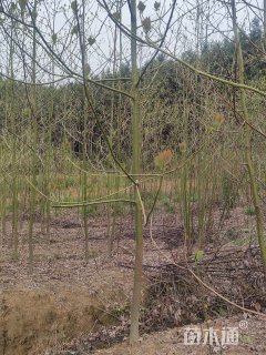 高度300厘米檫木