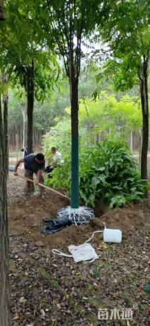 7公分香花槐