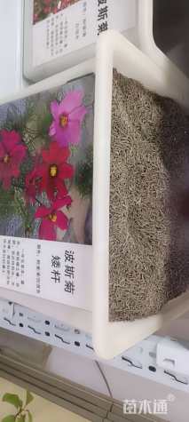 高度1厘米波斯菊