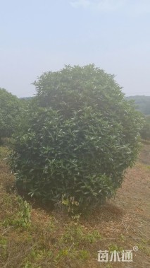 高度300厘米丛生桂花