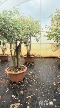 高度160厘米三角梅