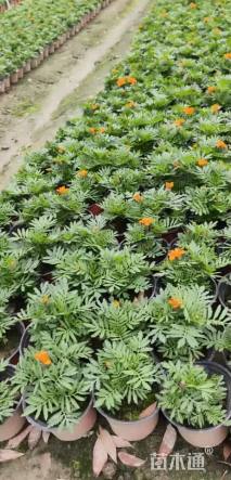 高度10厘米万寿菊