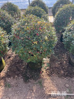 高度120厘米月季