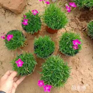 高度20厘米欧石竹