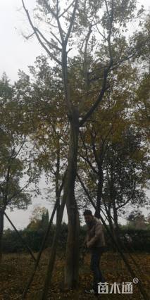 20公分黄连木