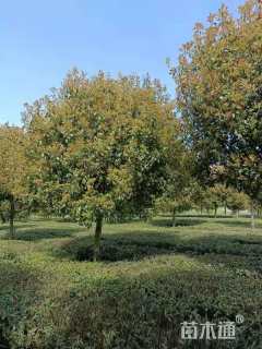 12公分红叶石楠