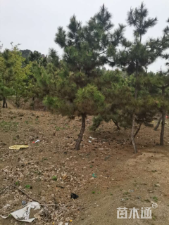 高度280厘米黑松