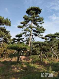 10公分松树