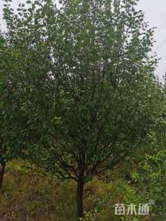 14公分八棱海棠