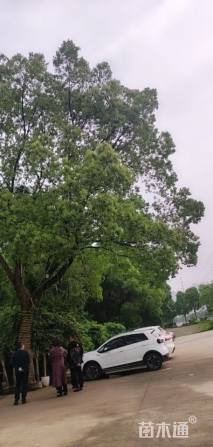 57公分香樟