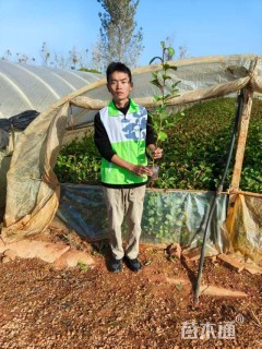 0.6公分川滇桤木