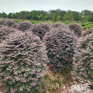 冠幅120厘米红花继木球