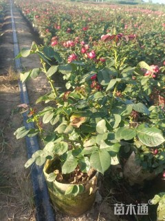 高度50厘米香水月季