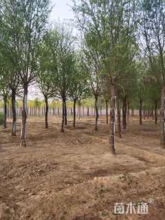 15公分柳树