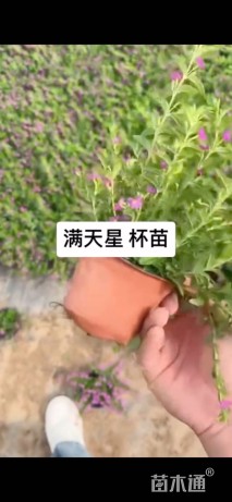 高度15厘米满天星