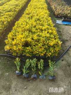 高度30厘米洒金珊瑚