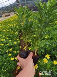 高度25厘米木春菊