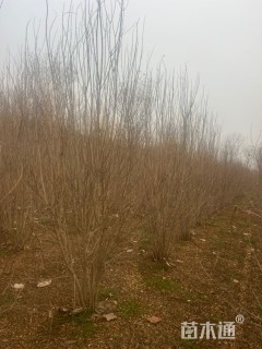 高度220厘米丛生石榴