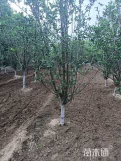 10公分西府海棠