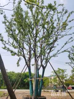 20公分丛生朴树