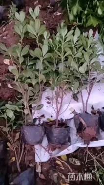 高度30厘米海桐