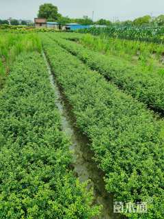 高度30厘米龟甲冬青