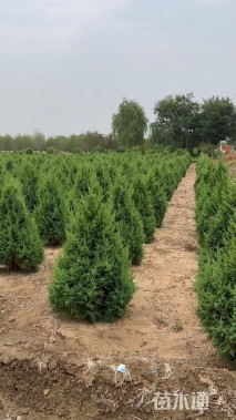高度80厘米桧柏